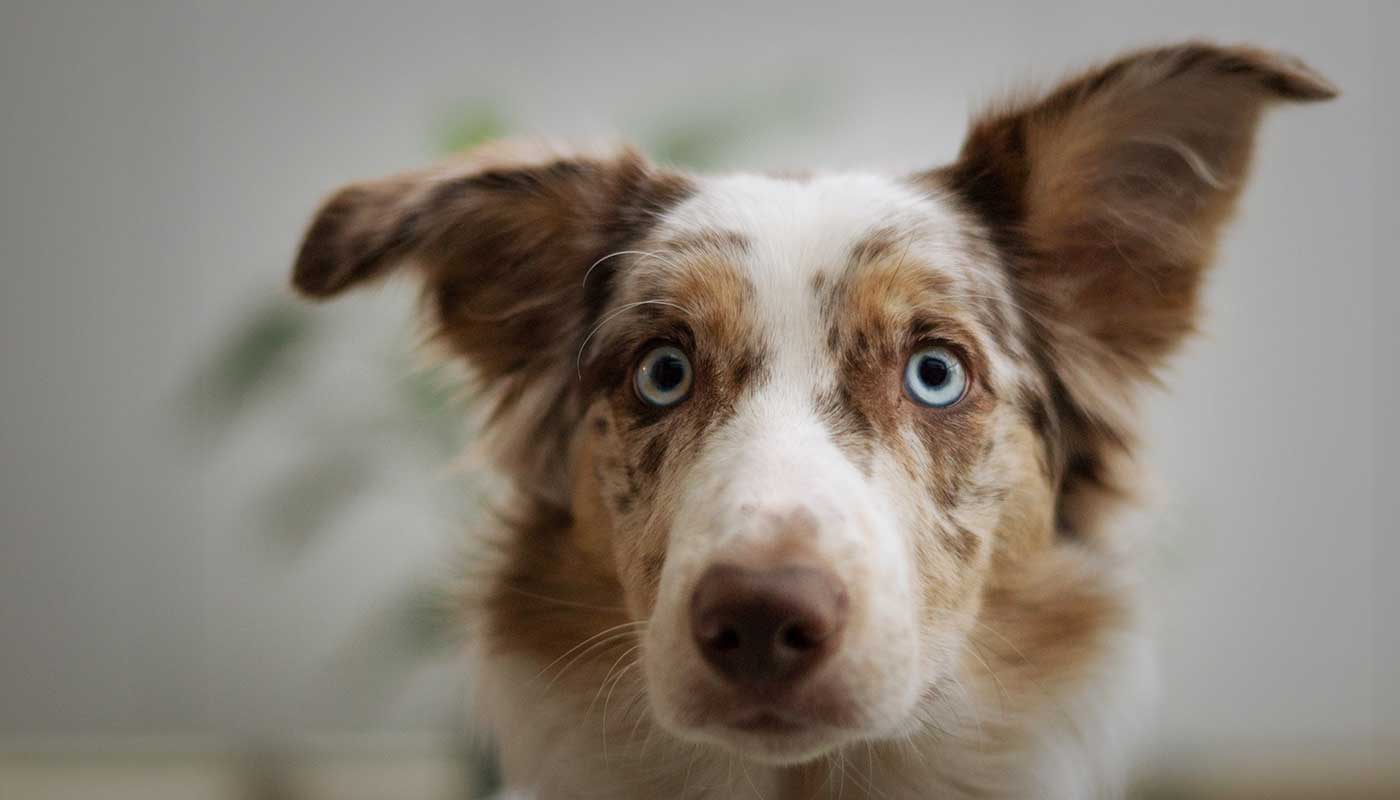 Miiaou.com - Animalerie en ligne : nourriture, accessoires - Miiaou