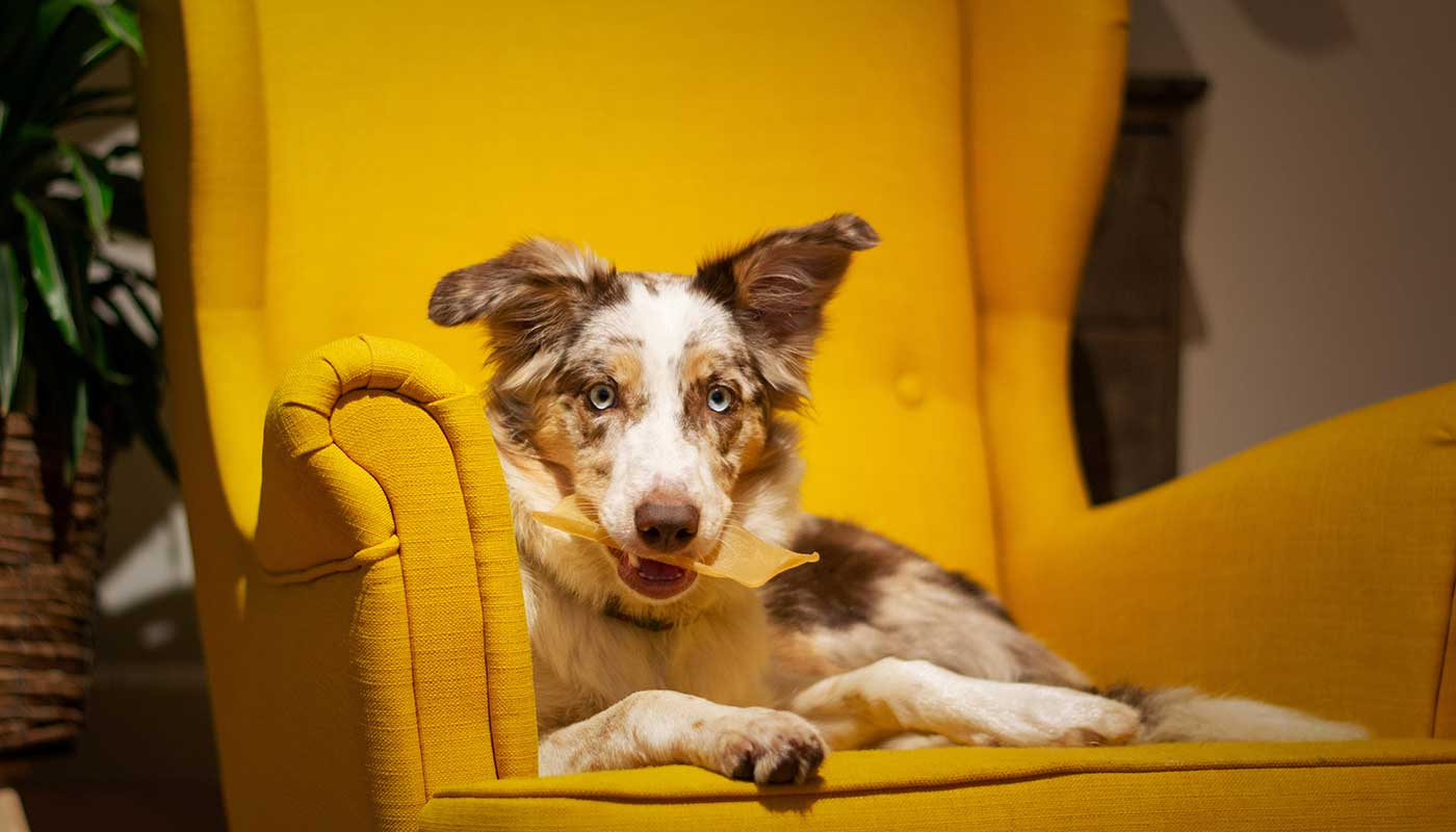 Miiaou.com - Animalerie en ligne : nourriture, accessoires - Miiaou