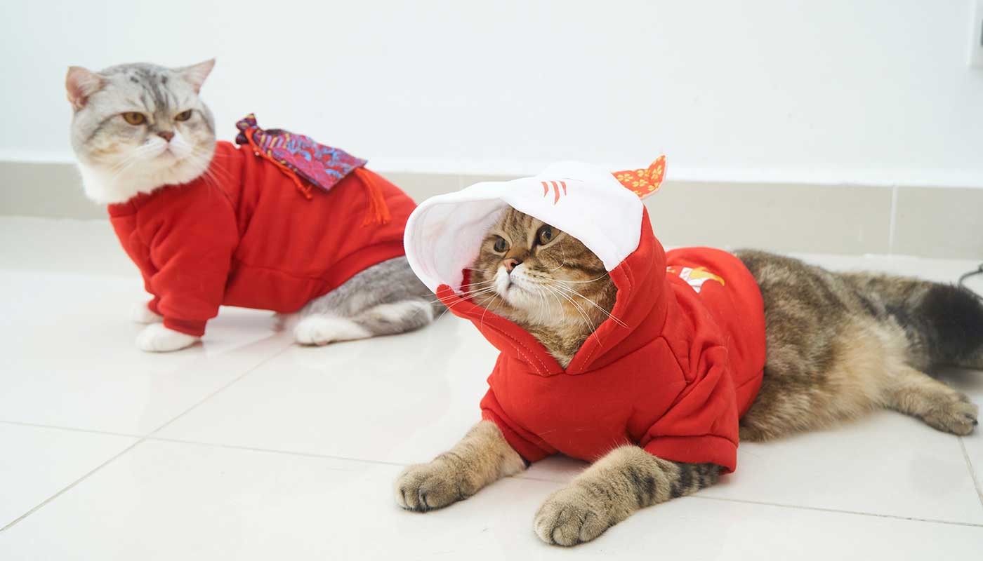 Miiaou.com - Animalerie en ligne : nourriture, accessoires - Miiaou