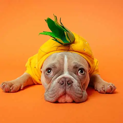 Miiaou.com - Animalerie en ligne : nourriture, accessoires - Miiaou