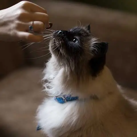 Miiaou.com - Animalerie en ligne : nourriture, accessoires - Miiaou