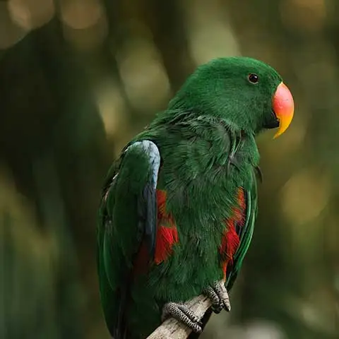 Miiaou.com - Animalerie en ligne : nourriture, accessoires - Miiaou