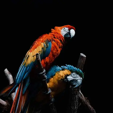 Miiaou.com - Animalerie en ligne : nourriture, accessoires - Miiaou