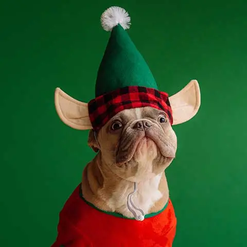 Miiaou.com - Animalerie en ligne : nourriture, accessoires - Miiaou