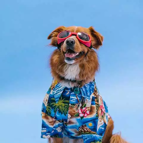 Miiaou.com - Animalerie en ligne : nourriture, accessoires - Miiaou